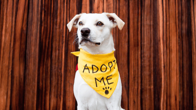 Do Dogs Settle When They Are Rehomed