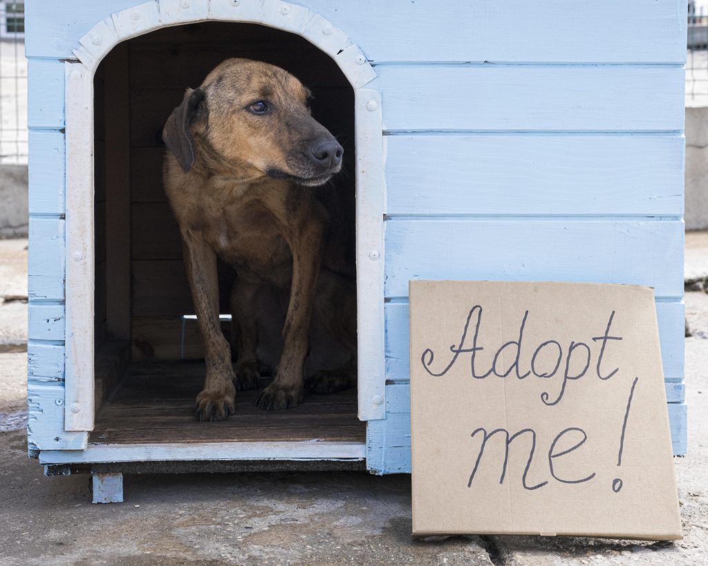 Do dogs miss when you rehome them tips to welcome a new dog