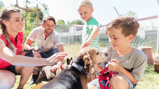 How Does a Dog Feel When Rehomed
