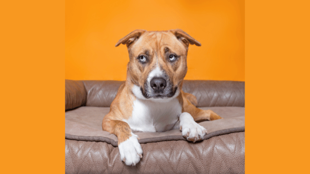 How to Rehome a Dog on Craigslist