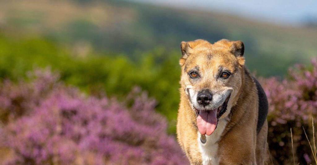 Tips for Caring for Senior Pets After Adoptions