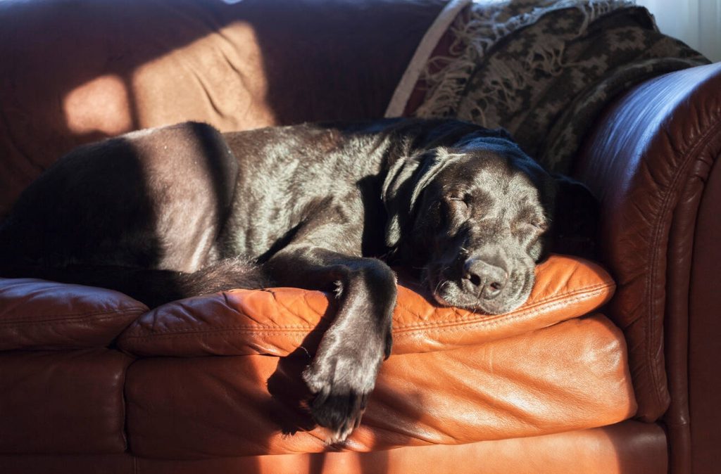 Top reasons to adopt senior pets