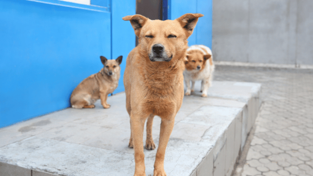 What Is the Best Age to Rehome a Dog
