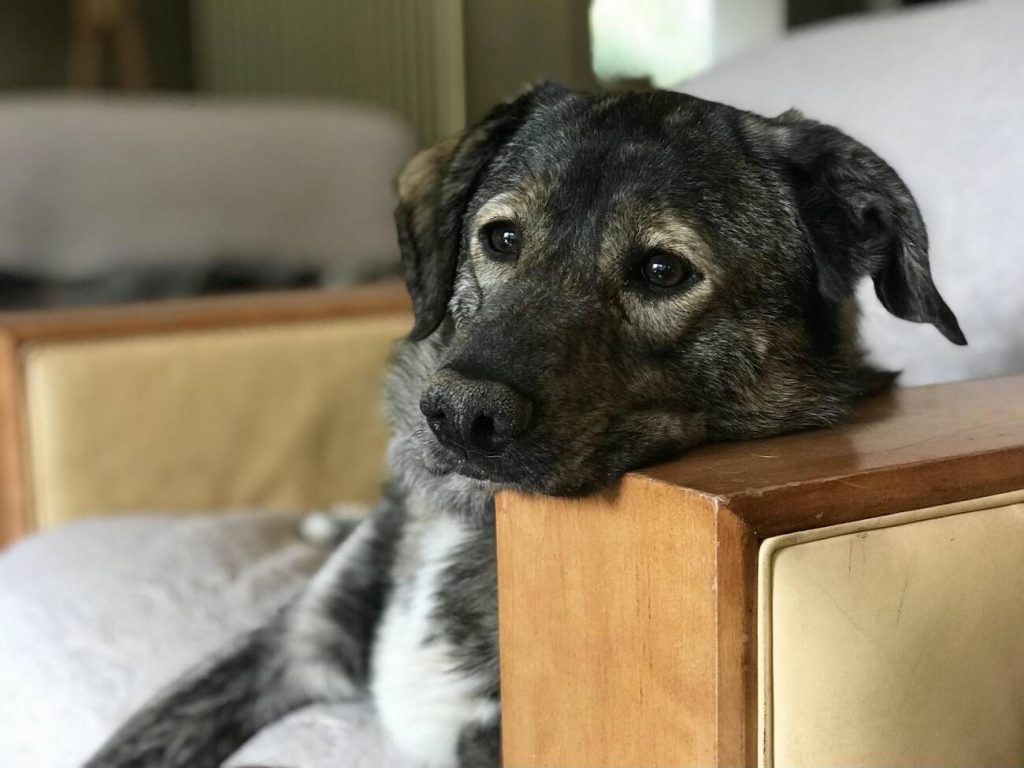 What You Need to Know About Adopting a Pet With Special Needs