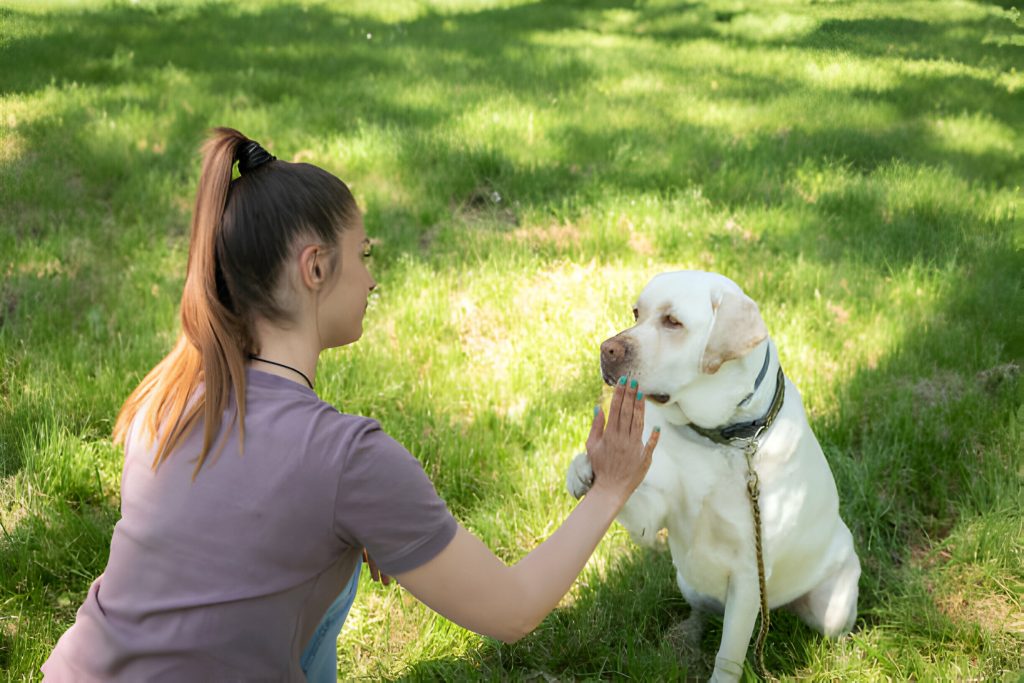 What are the requirements to adopt a dog in Illinois?