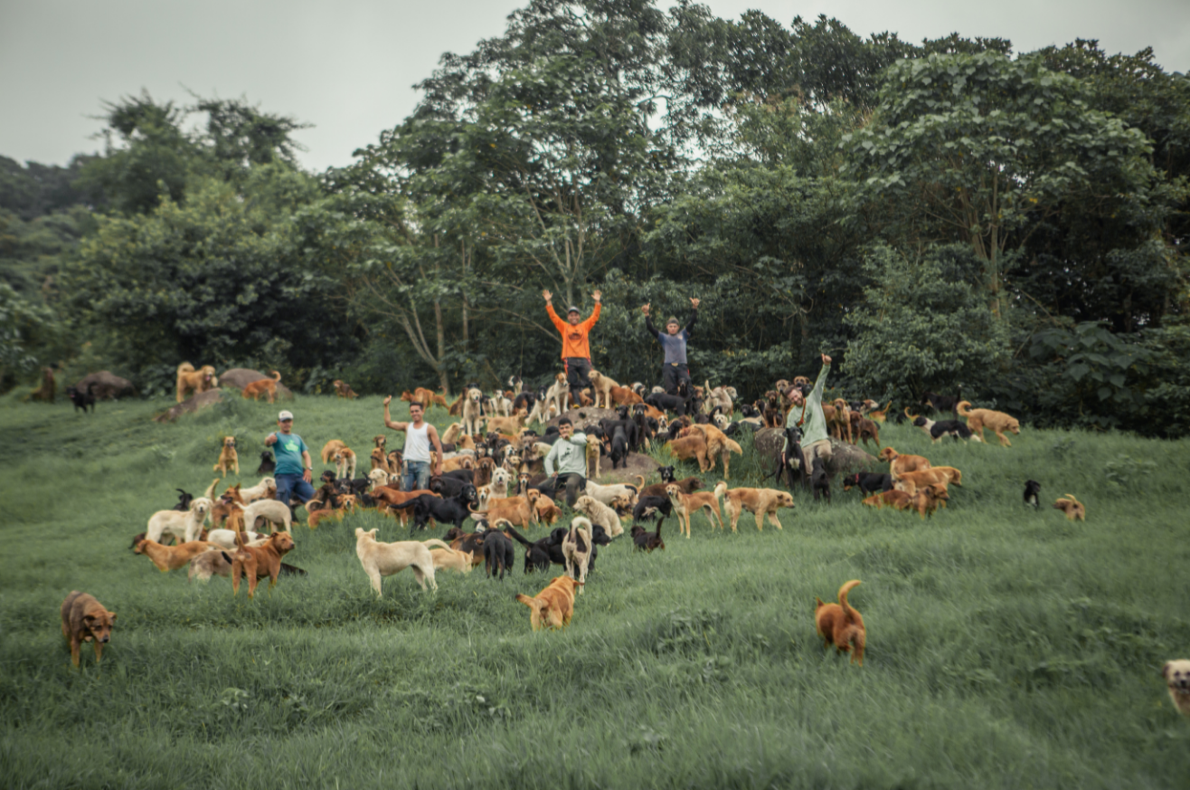 Worldwide Dogs Rescue What Is the Biggest Dog Rescue in the World – The Pet Adoption Journey