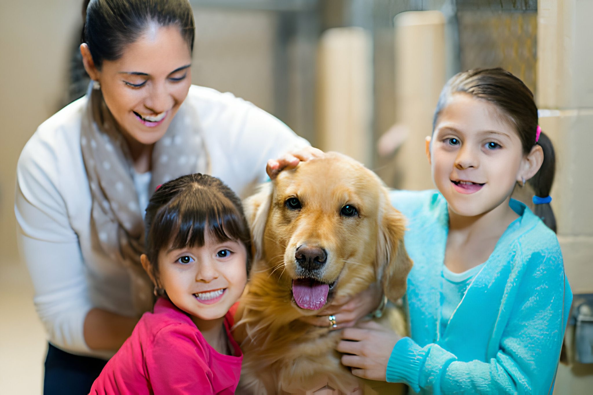 The Pet Adoption Journey the-pet-adoption-journey