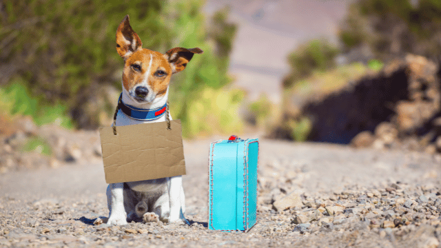 What to Do With a Dog You Can't Keep