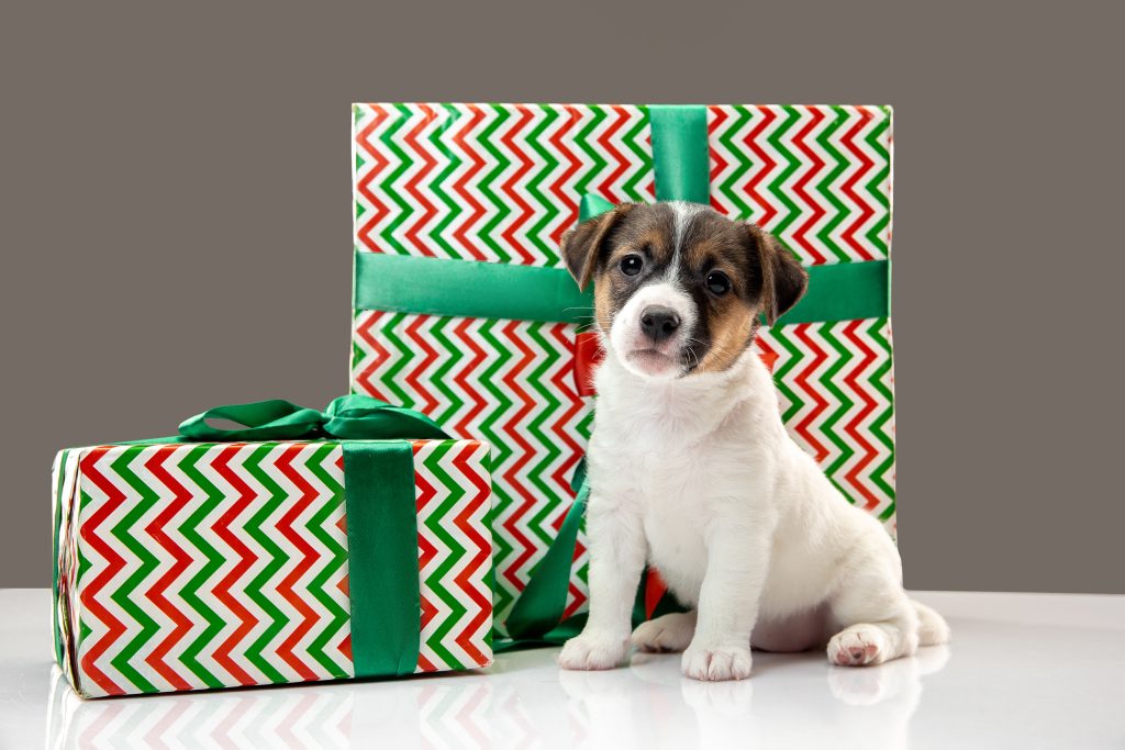 What to gift for a new dog