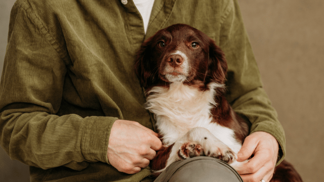 rehome a dog