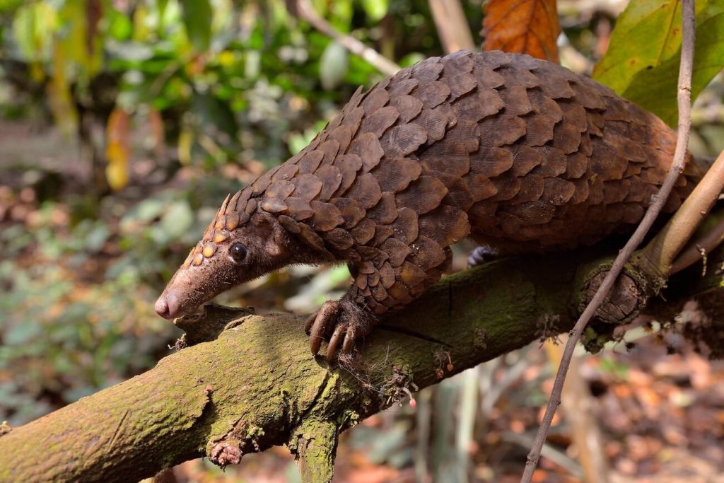 7 Of The Most Interesting Lesser Known Animals