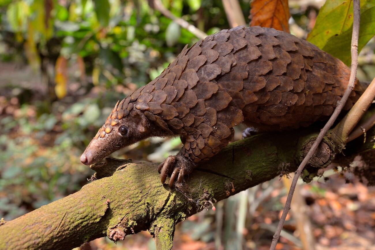 7 Of The Most Interesting Lesser Known Animals – The Pet Adoption Journey