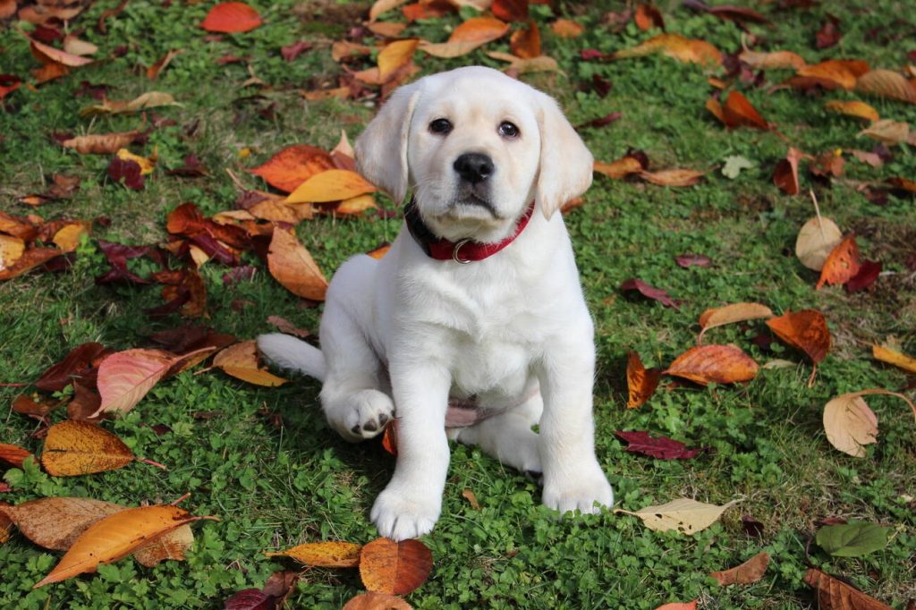 Puppy Training 101: How To House Train Your New Dog